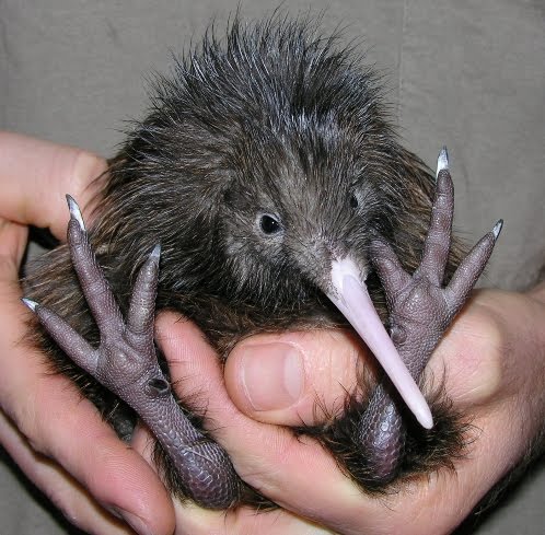 baby kiwi bird