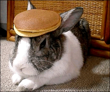 rabbit_pancake