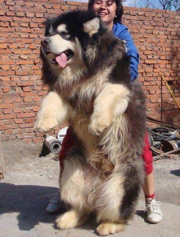 l-Tibetan-mastiff.-Like-a-personal-bear-to-snuggle-with-Want