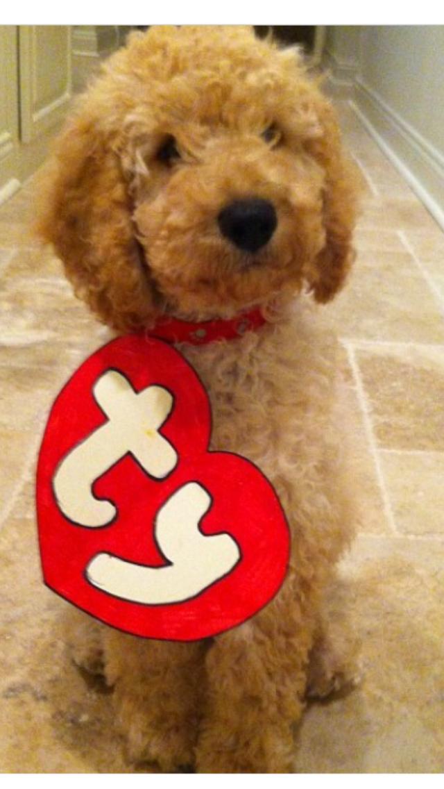 ty beanie baby tag dog costume