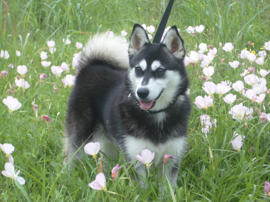 Alaskan Klee Kai Dog Breed Information - Showsight